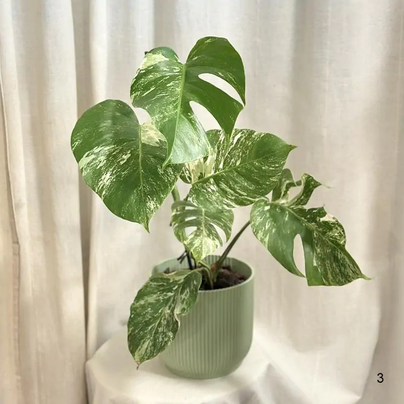 Monstera deliciosa ‘Albo-Variegata’ 3