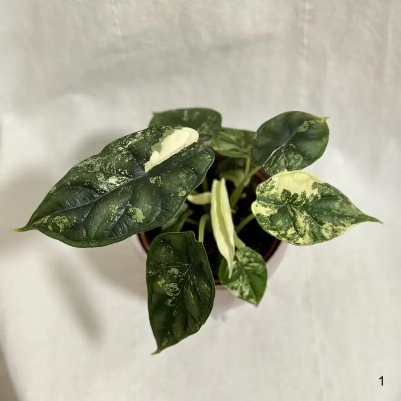 Alocasia ‘Dragon Scale’ variegata 1
