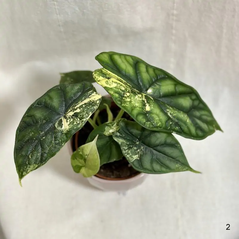 Alocasia ‘Dragon Scale’ variegata 2