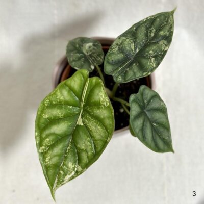 Alocasia ‘Dragon Scale’ variegata alocasia dragon scale variegata 3 plantizia Plantizia.sk