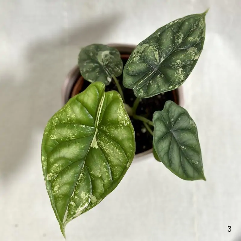 Alocasia ‘Dragon Scale’ variegata 3