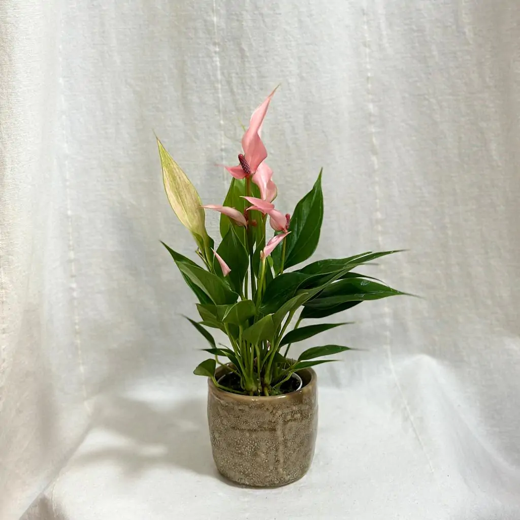 Anthurium andraeanum ‘Lilli’ stredné