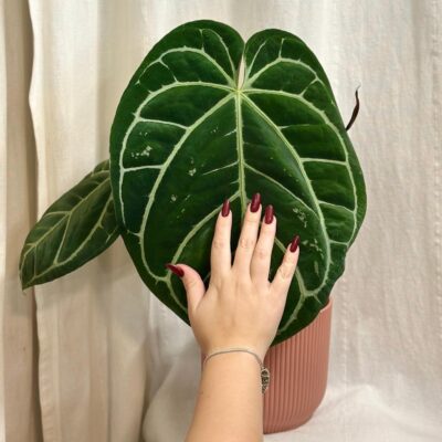 Anthurium crystallinum maxi Anthurium crystallinum maxi