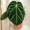 Anthurium crystallinum maxi Anthurium crystallinum maxi