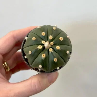 kaktus astrophytum asterias