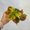 Coleus blumei ‘Combat’ malý coleus blumei Combat africka zihlava prhlava farebna rastlina