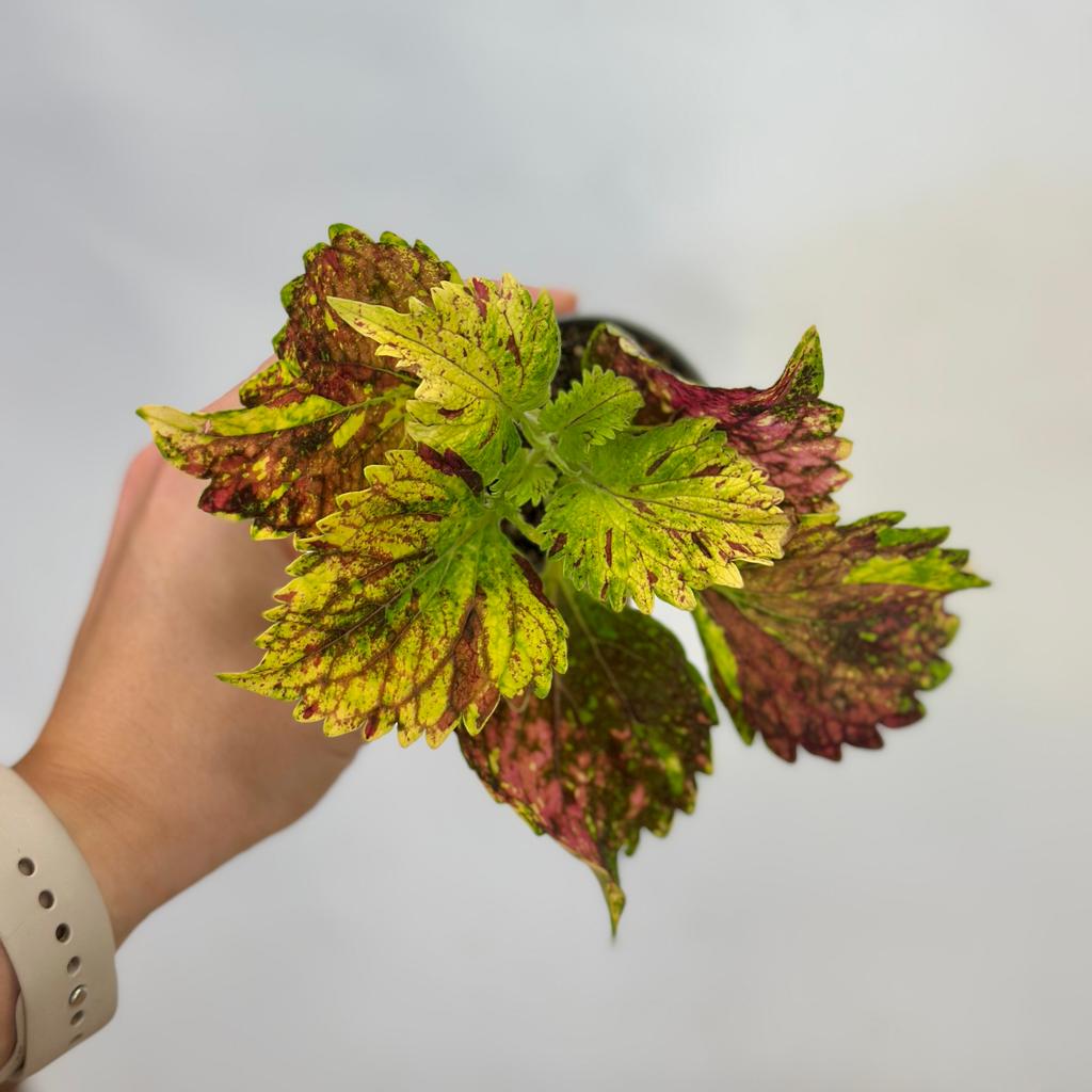 Coleus blumei ‘Combat’ malý coleus blumei Combat africka zihlava prhlava farebna rastlina