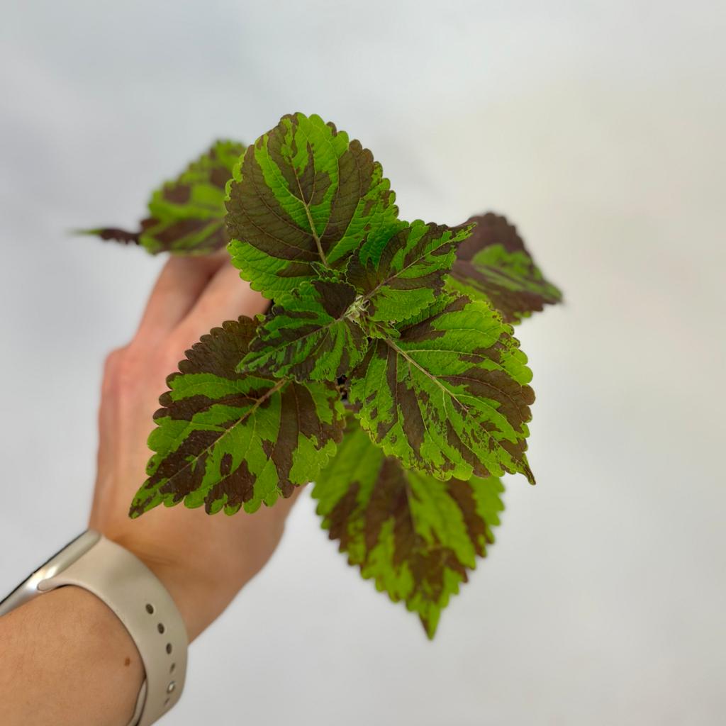 Coleus blumei ‘Tiger’ malý coleus blumei tiger africka zihlava prhlava