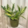Epipremnum amplissimum ‘Variegata’ maxi epipremnum amplissimum variegata pothos panasovany raritna izbova rastlina
