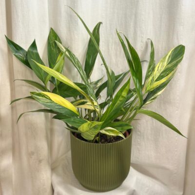 Izbové rastliny, riasogule a príslušenstvo epipremnum amplissimum variegata pothos panasovany raritna izbova rastlina