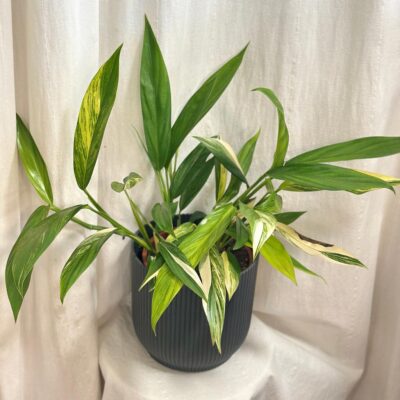 Epipremnum amplissimum ‘Variegata’ maxi epipremnum amplissimum variegata pothos panasovany raritna izbova rastlina