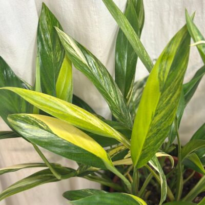 Epipremnum amplissimum ‘Variegata’ maxi epipremnum amplissimum variegata pothos panasovany raritna izbova rastlina