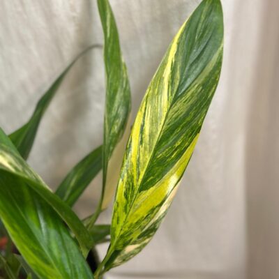 Epipremnum amplissimum ‘Variegata’ maxi epipremnum amplissimum variegata pothos panasovany raritna izbova rastlina