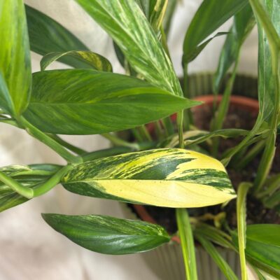 Epipremnum amplissimum ‘Variegata’ maxi epipremnum amplissimum variegata pothos panasovany raritna izbova rastlina