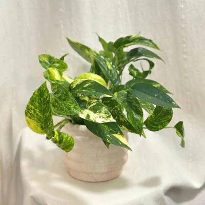 Epipremnum pinnatum ‘Golden Flame’ epipremnum pinnatum golden flame tahava izbova rastlina