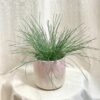 Kostrava sivá / Festuca glauca ‘Compacta Blue’ festuca glauca compacta exterierova modra trava kostrava siva