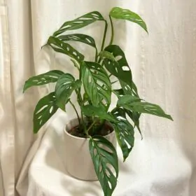Monstera adansonii var laniata