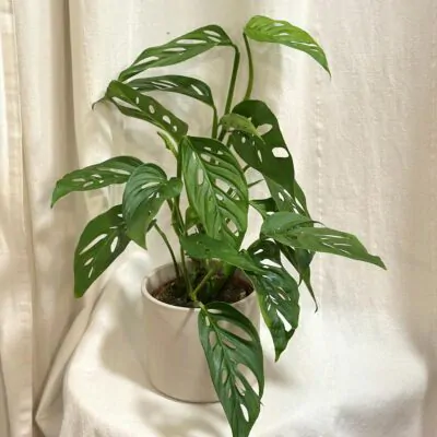 monstera adansonii laniata tahava izbova rastlina s deravymi listami