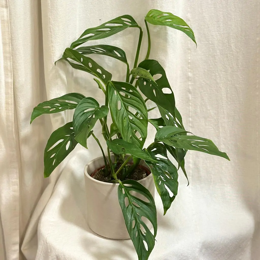 Monstera adansonii var laniata monstera adansonii laniata tahava izbova rastlina s deravymi listami