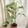 Monstera deliciosa ‘Albo-Variegata’ veľká monstera deliciosa albo variegata panasovana monstera biela vzacna izbova rastlina