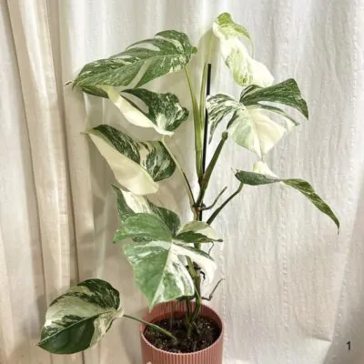Izbové rastliny, riasogule a príslušenstvo monstera deliciosa albo variegata panasovana monstera biela vzacna izbova rastlina
