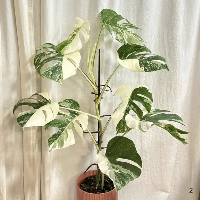 Monstera deliciosa ‘Albo-Variegata’ veľká 2