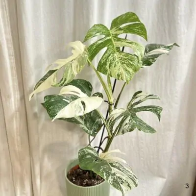Monstera deliciosa ‘Albo-Variegata’ veľká monstera deliciosa albo variegata panasovana monstera biela vzacna izbova rastlina