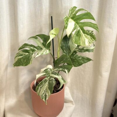 Monstera deliciosa ‘Albo-Variegata’ veľká monstera deliciosa albo variegata panasovana monstera biela vzacna izbova rastlina