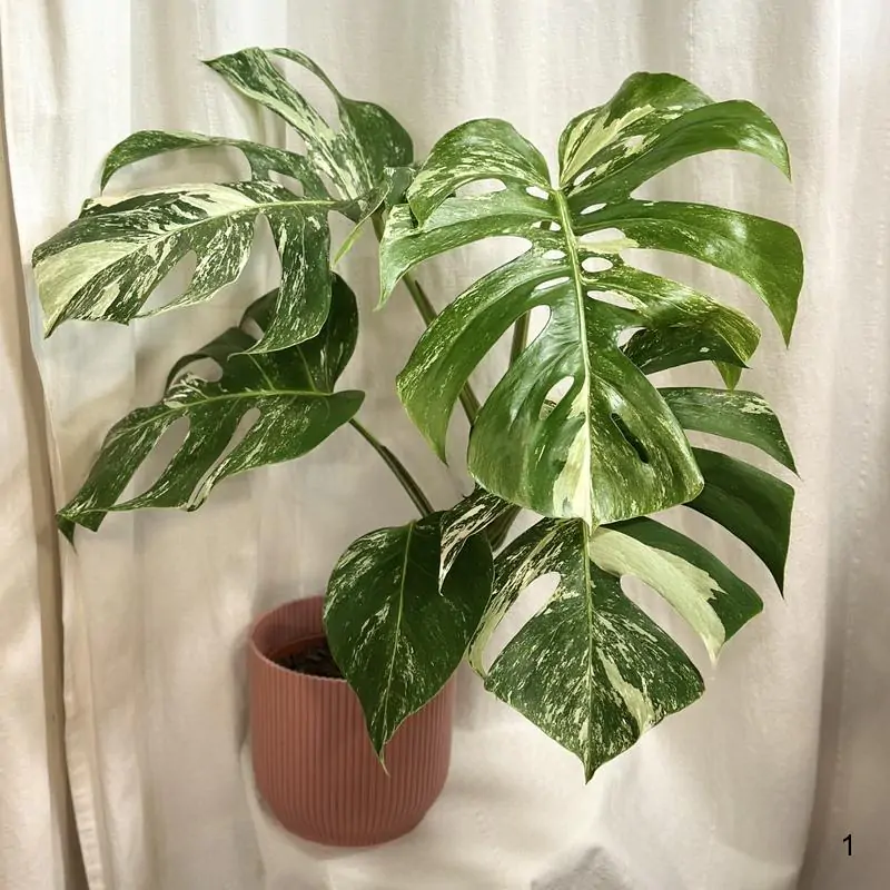 Monstera deliciosa ‘Albo-Variegata’ veľká 1