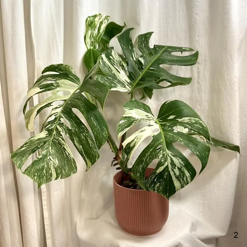 Monstera deliciosa ‘Albo-Variegata’ veľká 2