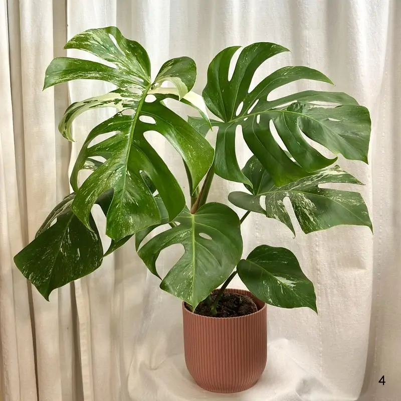 Monstera deliciosa ‘Albo-Variegata’ veľká 4