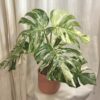 Monstera deliciosa ‘Albo-Variegata’ veľká monstera deliciosa albo variegata panasovana monstera biela vzacna izbova rastlina