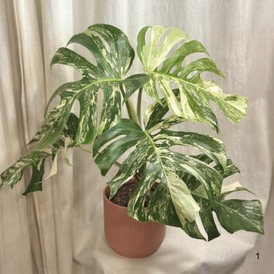 Monstery: Starostlivosť, množenie, tipy monstera deliciosa albo variegata panasovana monstera biela vzacna izbova rastlina