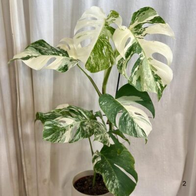 Monstera deliciosa ‘Albo-Variegata’ veľká monstera deliciosa albo variegata panasovana monstera biela vzacna izbova rastlina