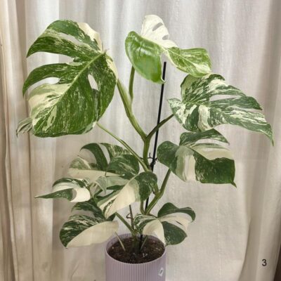 Monstera deliciosa ‘Albo-Variegata’ veľká monstera deliciosa albo variegata panasovana monstera biela vzacna izbova rastlina