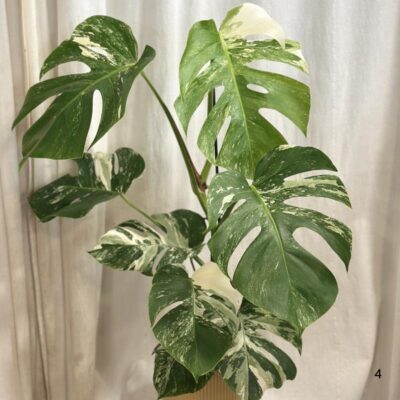 Monstera deliciosa ‘Albo-Variegata’ veľká monstera deliciosa albo variegata panasovana monstera biela vzacna izbova rastlina