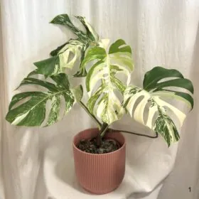 Monstera deliciosa ‘Albo-Variegata’ veľká