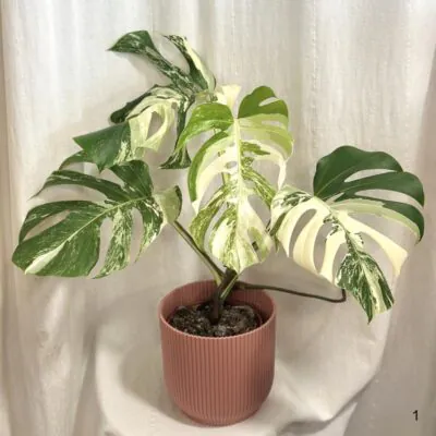 monstera deliciosa albo variegata panasovana monstera biela vzacna izbova rastlina