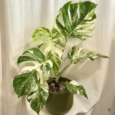 monstera deliciosa albo variegata panasovana monstera biela vzacna izbova rastlina