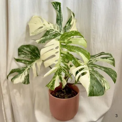 monstera deliciosa albo variegata panasovana monstera biela vzacna izbova rastlina