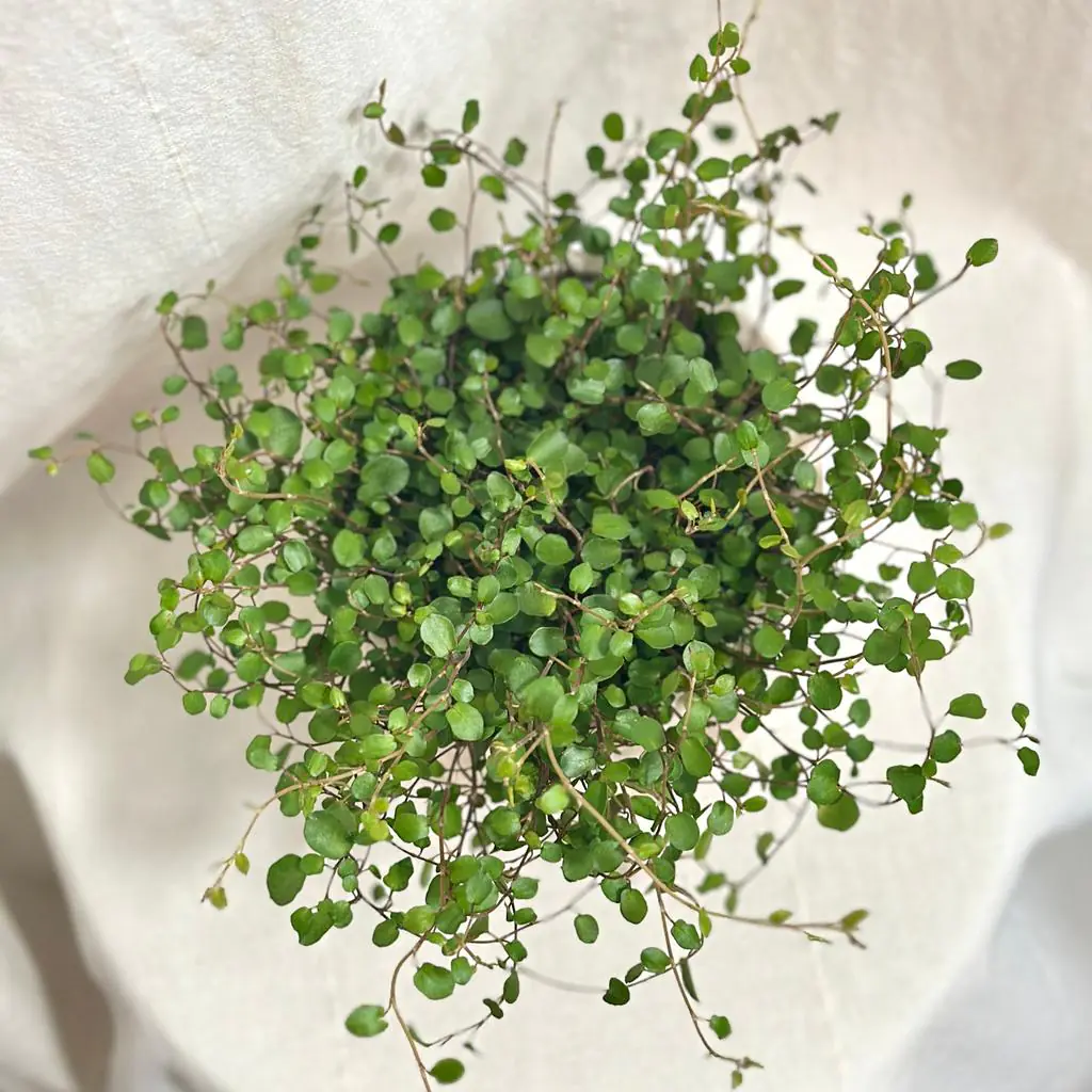 Muehlenbeckia complexa ‘Maori’ muehlenbeckia complexa exterierova tahava rastlina