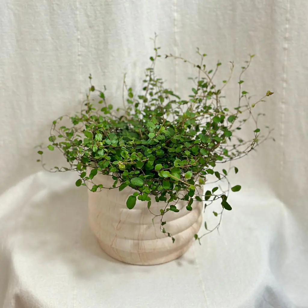 Muehlenbeckia complexa ‘Maori’ muehlenbeckia complexa exterierova tahava rastlina