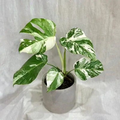 Monstera deliciosa ‘Albo-Variegata’ veľká monstera deliciosa albo variegata panasovana monstera biela vzacna izbova rastlina