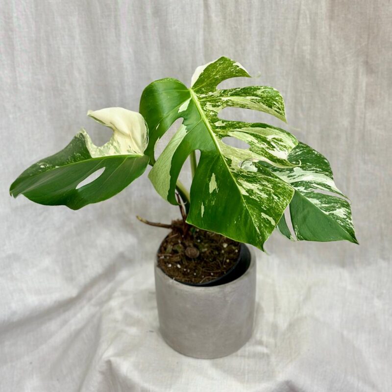 Monstera Deliciosa Variegata Albo