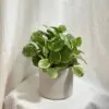 panasovana peperomia obtusifolia Golden Gate