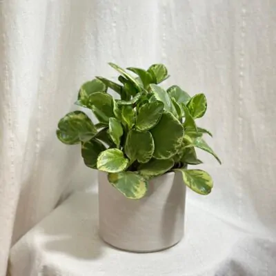 panasovana peperomia obtusifolia Golden Gate