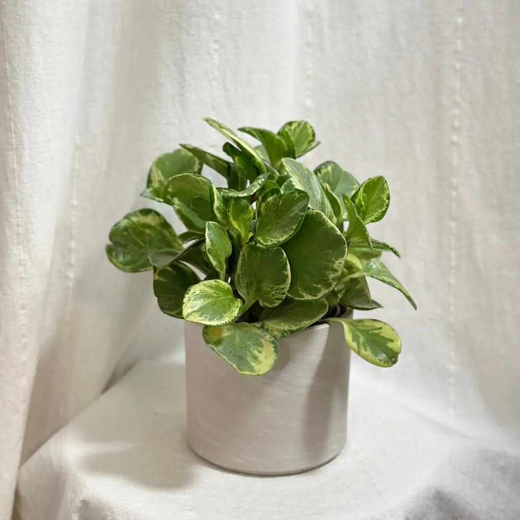 Peperomia obtusifolia ‘Golden Gate’