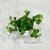 peperomia rotundifolia mala plantizia Plantizia.sk