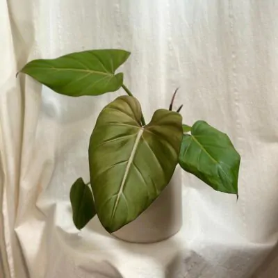 philodendron Summer Glory