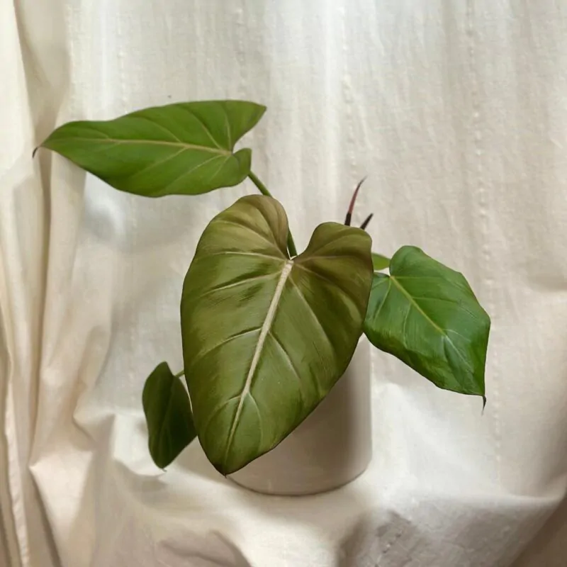 philodendron Summer Glory